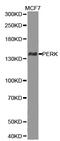 Eukaryotic Translation Initiation Factor 2 Alpha Kinase 3 antibody, MBS125719, MyBioSource, Western Blot image 