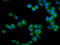 Serine Protease 16 antibody, LS-C681127, Lifespan Biosciences, Immunofluorescence image 