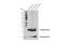 Phospholamban antibody, 14562S, Cell Signaling Technology, Western Blot image 