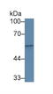 Complement Factor Properdin antibody, LS-C374005, Lifespan Biosciences, Western Blot image 