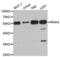 Interleukin 1 Receptor Associated Kinase 4 antibody, abx004744, Abbexa, Western Blot image 