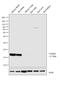 Vesicle Associated Membrane Protein 2 antibody, PA1-766, Invitrogen Antibodies, Western Blot image 