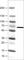 Histone Deacetylase 1 antibody, AMAb90781, Atlas Antibodies, Western Blot image 