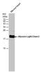 MLC-2 antibody, PA5-78401, Invitrogen Antibodies, Western Blot image 