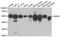 FKBP Prolyl Isomerase 8 antibody, abx005356, Abbexa, Western Blot image 