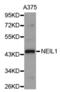 Endonuclease 8-like 1 antibody, abx004468, Abbexa, Western Blot image 