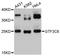 General Transcription Factor IIIC Subunit 6 antibody, LS-C748295, Lifespan Biosciences, Western Blot image 