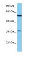 Zinc Finger Protein 346 antibody, orb326432, Biorbyt, Western Blot image 