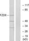 Frizzled Class Receptor 8 antibody, LS-C120662, Lifespan Biosciences, Western Blot image 