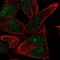 ST6 N-Acetylgalactosaminide Alpha-2,6-Sialyltransferase 6 antibody, HPA018890, Atlas Antibodies, Immunofluorescence image 