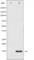 Cytochrome C, Somatic antibody, abx010614, Abbexa, Western Blot image 