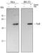 FosB Proto-Oncogene, AP-1 Transcription Factor Subunit antibody, MAB2214, R&D Systems, Western Blot image 