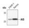 Activation Induced Cytidine Deaminase antibody, MA5-14921, Invitrogen Antibodies, Western Blot image 