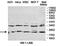 Biogenesis Of Lysosomal Organelles Complex 1 Subunit 6 antibody, orb78291, Biorbyt, Western Blot image 