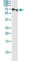 Mammalian branch point-binding protein antibody, H00007536-M01, Novus Biologicals, Immunoprecipitation image 