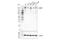 Laminin subunit gamma-1 antibody, 57886S, Cell Signaling Technology, Western Blot image 