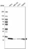 Profilin 1 antibody, NBP2-59778, Novus Biologicals, Western Blot image 