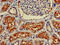 CD13 antibody, orb52354, Biorbyt, Immunohistochemistry paraffin image 
