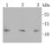 S100 Calcium Binding Protein B antibody, A00979S100, Boster Biological Technology, Western Blot image 