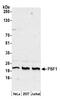 GINS Complex Subunit 1 antibody, A304-170A, Bethyl Labs, Western Blot image 