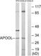 Apolipoprotein O Like antibody, LS-B9708, Lifespan Biosciences, Western Blot image 