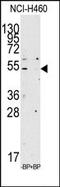 Apolipoprotein A4 antibody, AP14249PU-N, Origene, Western Blot image 