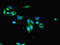Kelch Like Family Member 42 antibody, LS-C380031, Lifespan Biosciences, Immunofluorescence image 