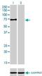 Lysine Acetyltransferase 7 antibody, H00011143-M01, Novus Biologicals, Western Blot image 