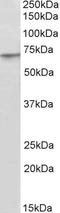 PR domain zinc finger protein 14 antibody, LS-C186585, Lifespan Biosciences, Western Blot image 