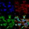 NLGN1 antibody, 56551, QED Bioscience, Immunocytochemistry image 