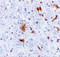 Fas Apoptotic Inhibitory Molecule 2 antibody, 2285, ProSci, Immunohistochemistry paraffin image 