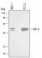NFKB Inhibitor Beta antibody, MAB3425, R&D Systems, Western Blot image 