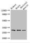 Phospholipase D Family Member 6 antibody, LS-C679055, Lifespan Biosciences, Western Blot image 