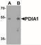 Prolyl 4-Hydroxylase Subunit Beta antibody, NBP2-41319, Novus Biologicals, Western Blot image 