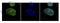 CD163 antibody, orb13881, Biorbyt, Immunofluorescence image 