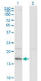 HD Domain Containing 3 antibody, LS-C139280, Lifespan Biosciences, Western Blot image 