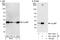 Calcyclin Binding Protein antibody, NBP1-49921, Novus Biologicals, Western Blot image 