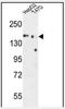 Golgi Glycoprotein 1 antibody, MBS9206193, MyBioSource, Western Blot image 