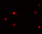 Cyclin Dependent Kinase Inhibitor 1C antibody, 7015, ProSci, Immunofluorescence image 