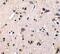 GDNF Family Receptor Alpha 1 antibody, PA5-19873, Invitrogen Antibodies, Immunohistochemistry paraffin image 