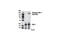 Insulin Receptor Substrate 1 antibody, 5610S, Cell Signaling Technology, Western Blot image 