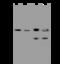 Nucleolar Protein Interacting With The FHA Domain Of MKI67 antibody, 200647-T36, Sino Biological, Western Blot image 