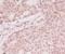 Activating Transcription Factor 5 antibody, M02792, Boster Biological Technology, Immunohistochemistry paraffin image 
