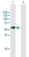 RecQ Mediated Genome Instability 1 antibody, H00080010-B01P, Novus Biologicals, Western Blot image 