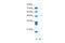 Pancreatic Lipase antibody, 27-961, ProSci, Enzyme Linked Immunosorbent Assay image 