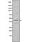 Trace Amine Associated Receptor 2 (Gene/Pseudogene) antibody, abx218856, Abbexa, Western Blot image 