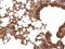 Peptidylprolyl Isomerase E antibody, GTX103662, GeneTex, Immunohistochemistry paraffin image 