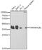 Heterogeneous Nuclear Ribonucleoprotein A2/B1 antibody, GTX32657, GeneTex, Western Blot image 