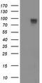 Striatin Interacting Protein 1 antibody, TA502314, Origene, Western Blot image 