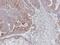 JNK1 + JNK2 antibody, PA5-28262, Invitrogen Antibodies, Immunohistochemistry frozen image 